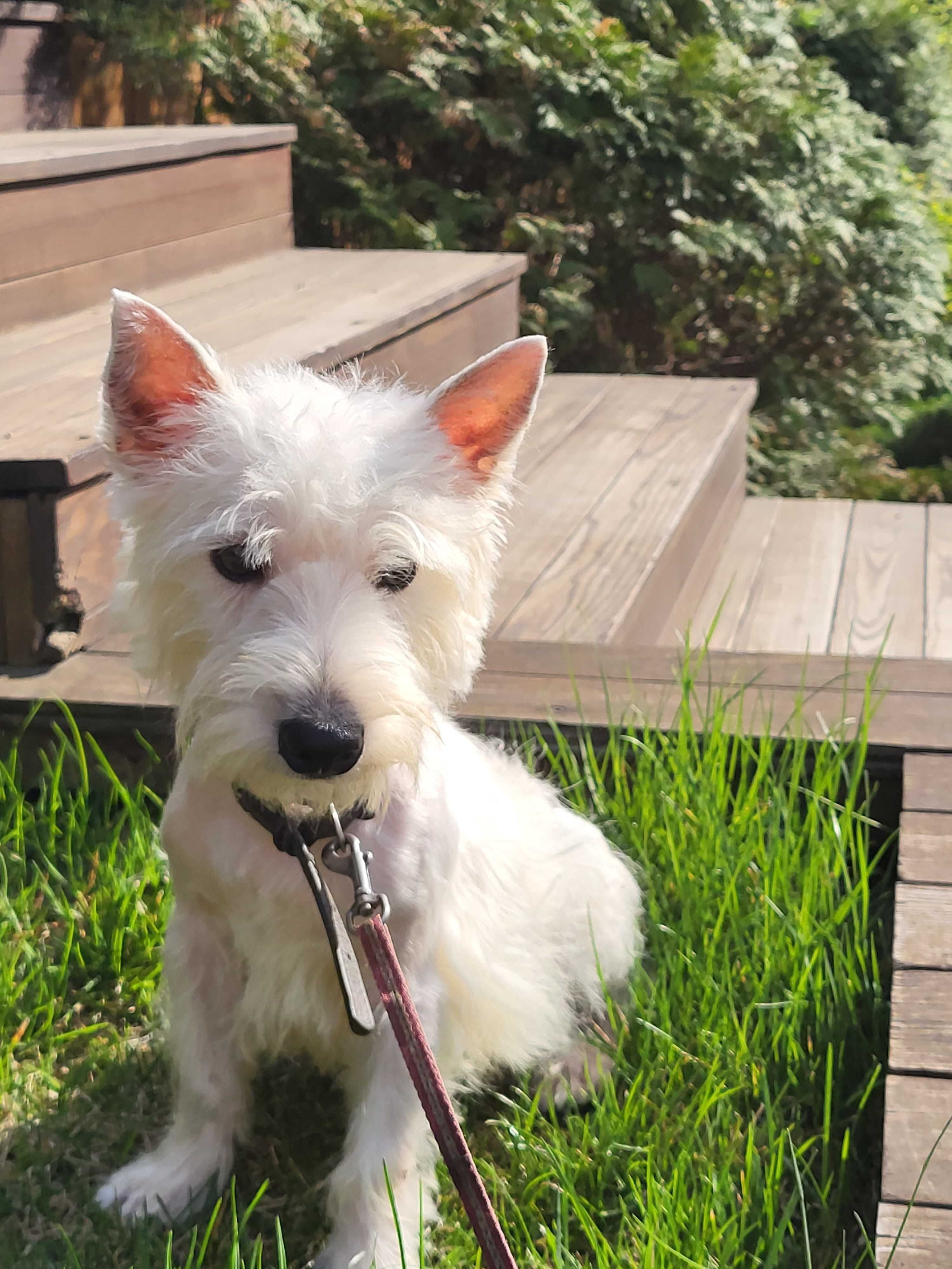 Вест Хайленд Уайт Тер'єр/West Highland White Terrier, цуценя 10 міс.
