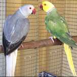 Ring Necks mutacoes: Aceito troca