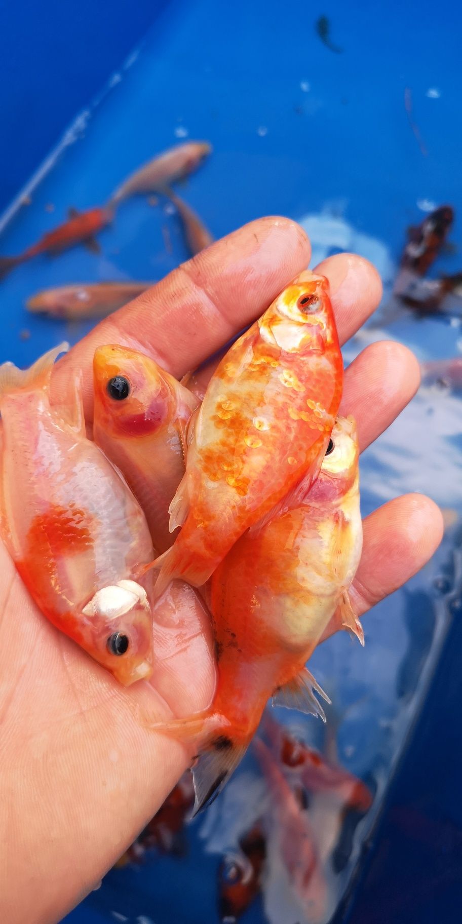Karaś shubunkin kolorowy narybek 10cm