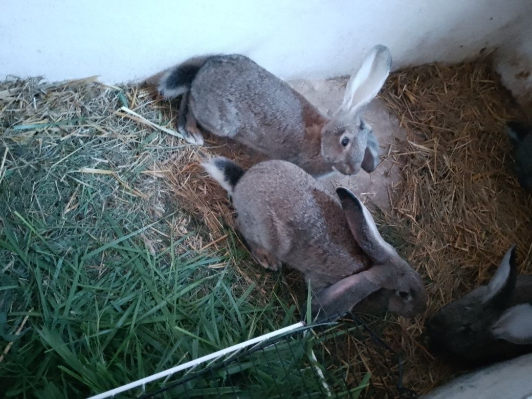 Młode króliki samce i samice