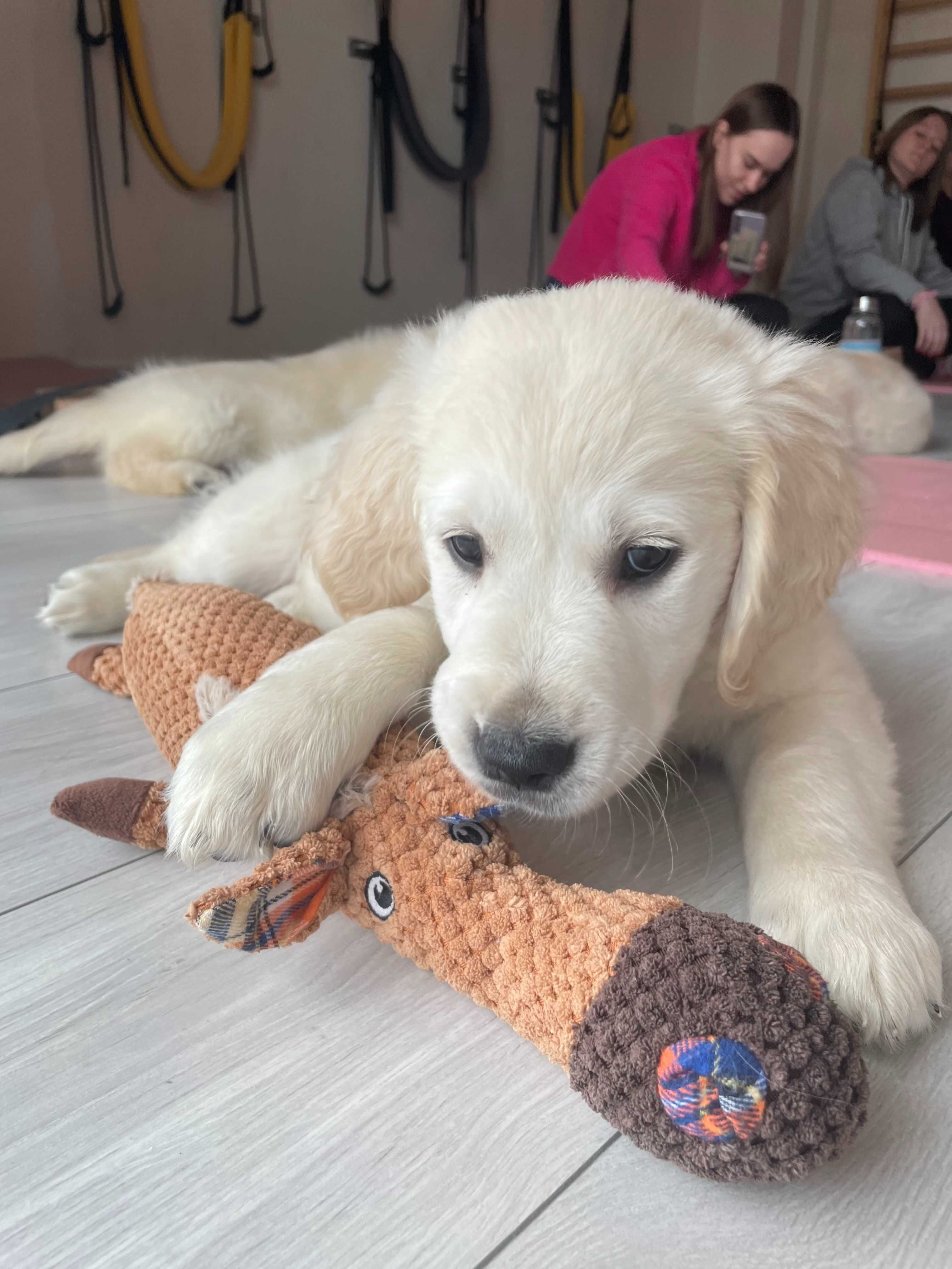 Prześliczny Golden Retriever