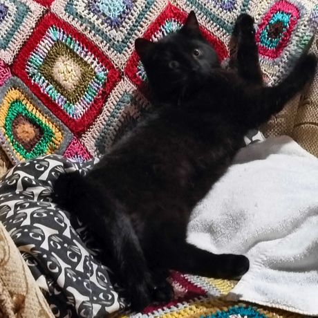 Kochany czarny pieszczoch kotek szuka domu