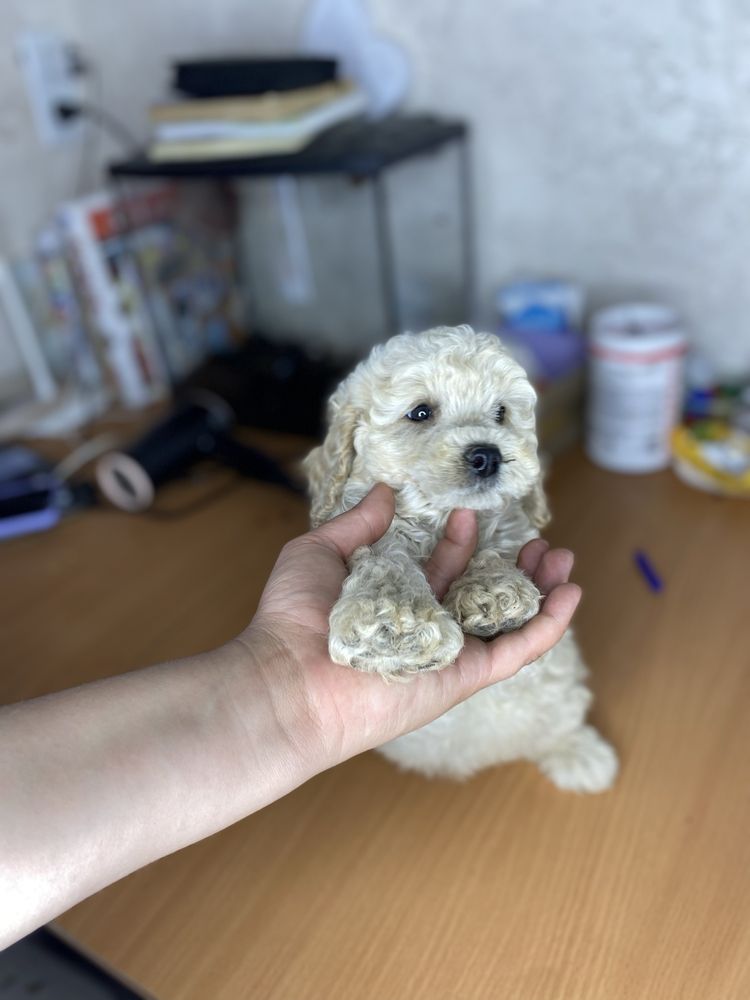 цуценя мальтипу— хлопчик