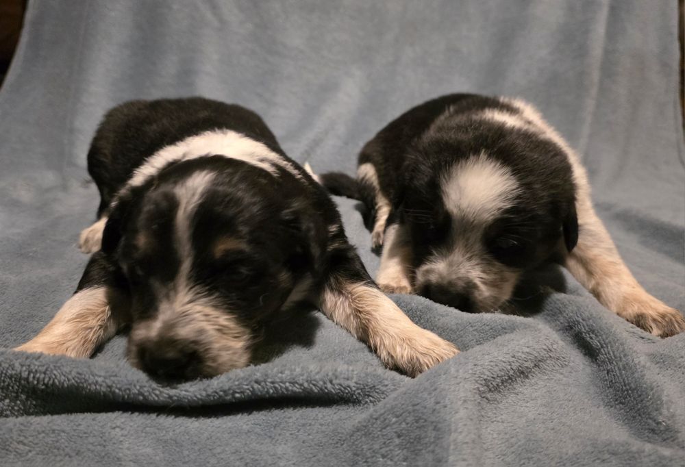 Oddam pieski w dobre ręce