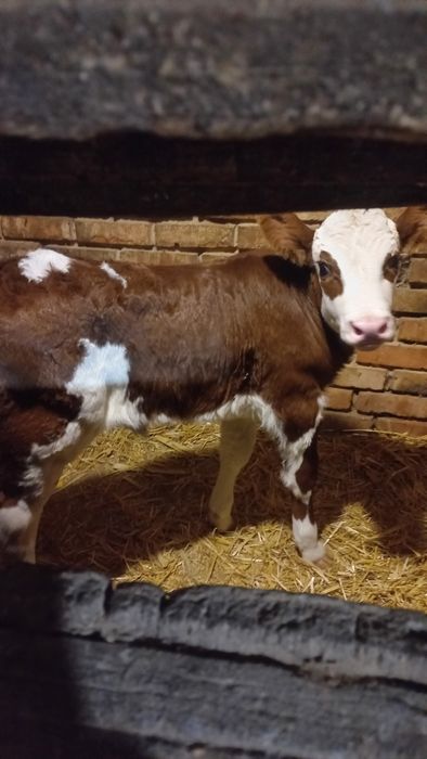 Продам молочную тёлку