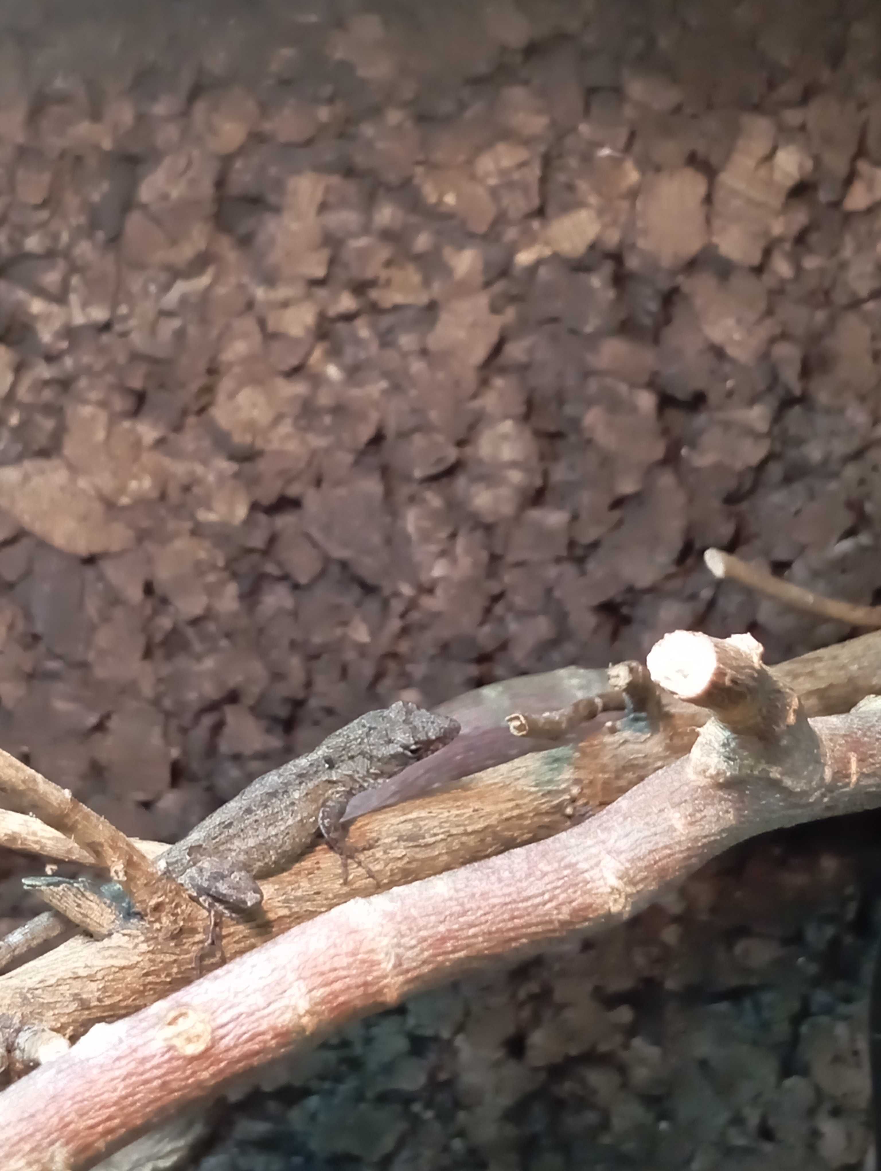 Anolis brązowy Anolis sagrei