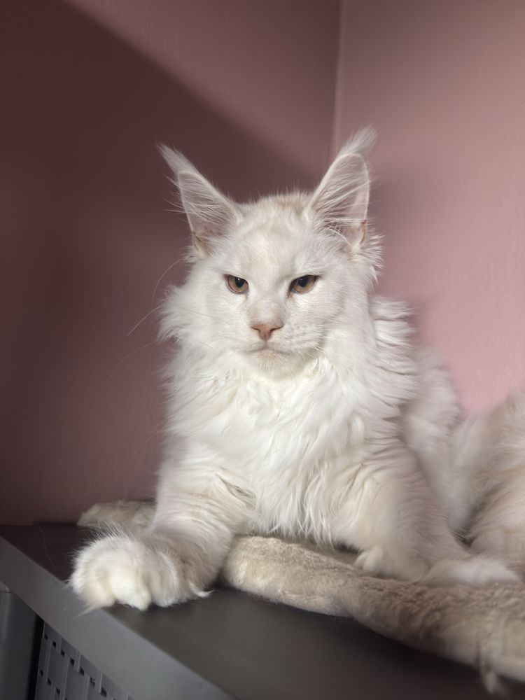 Kocurek maine coon