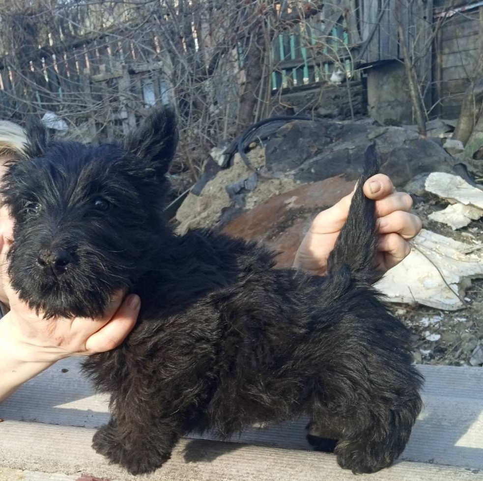 Цуценята скотч-тер'єр