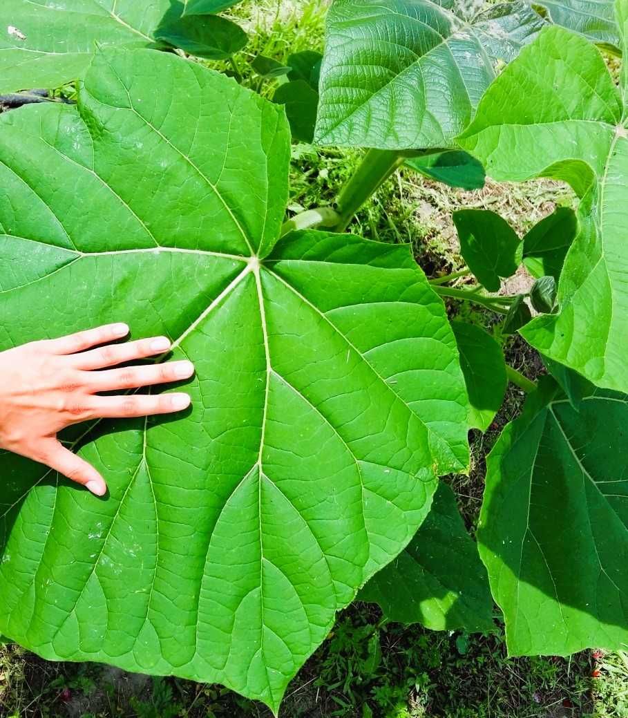 Oxygen tree drzewo tlenowe ShanTong Paulownia sadzonki