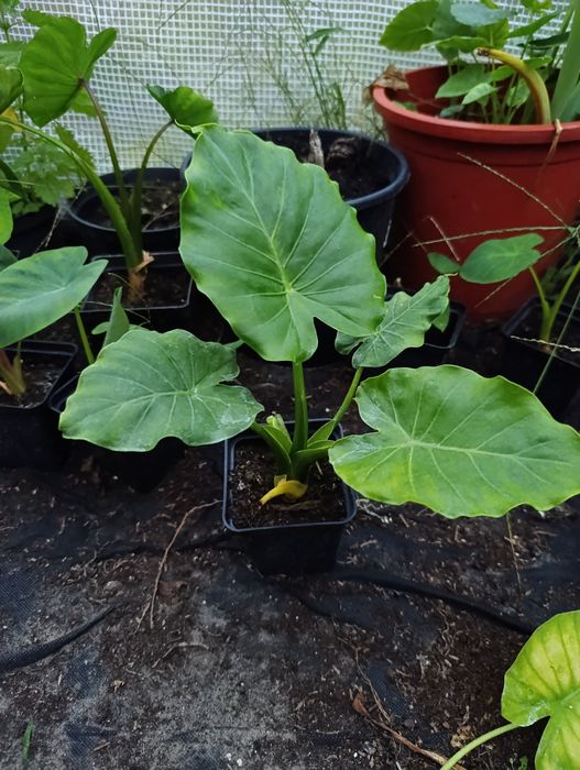 Alokazja Calidora Alocasia