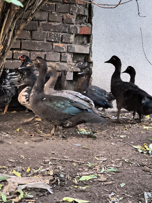 Kaczki piżmowe czarne i niebieski kaczor