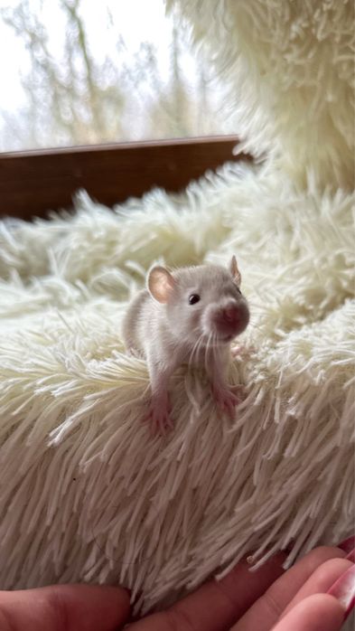 Пацючки дамбо