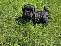 shih-poo dziewczynka