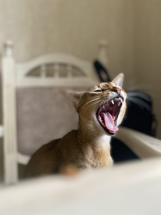 Абіссинські котята