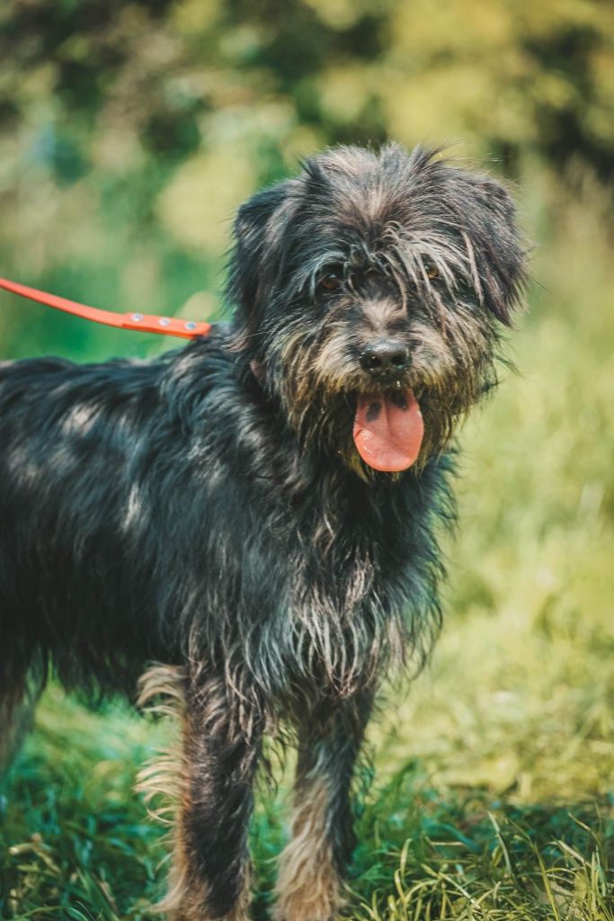 Szubi do adopcji!