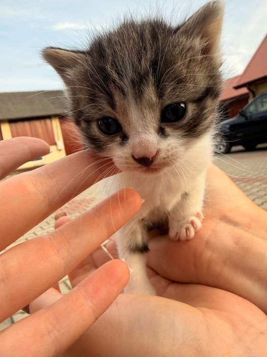 Oddam kotki w dobre ręce, za darmo