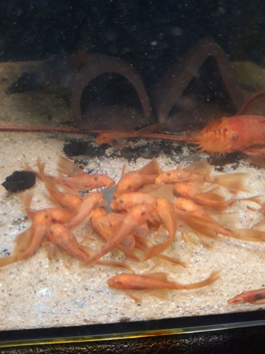 SUPER CENA  Ancistrus glonojad zbrojnik super red long fin welonowy
