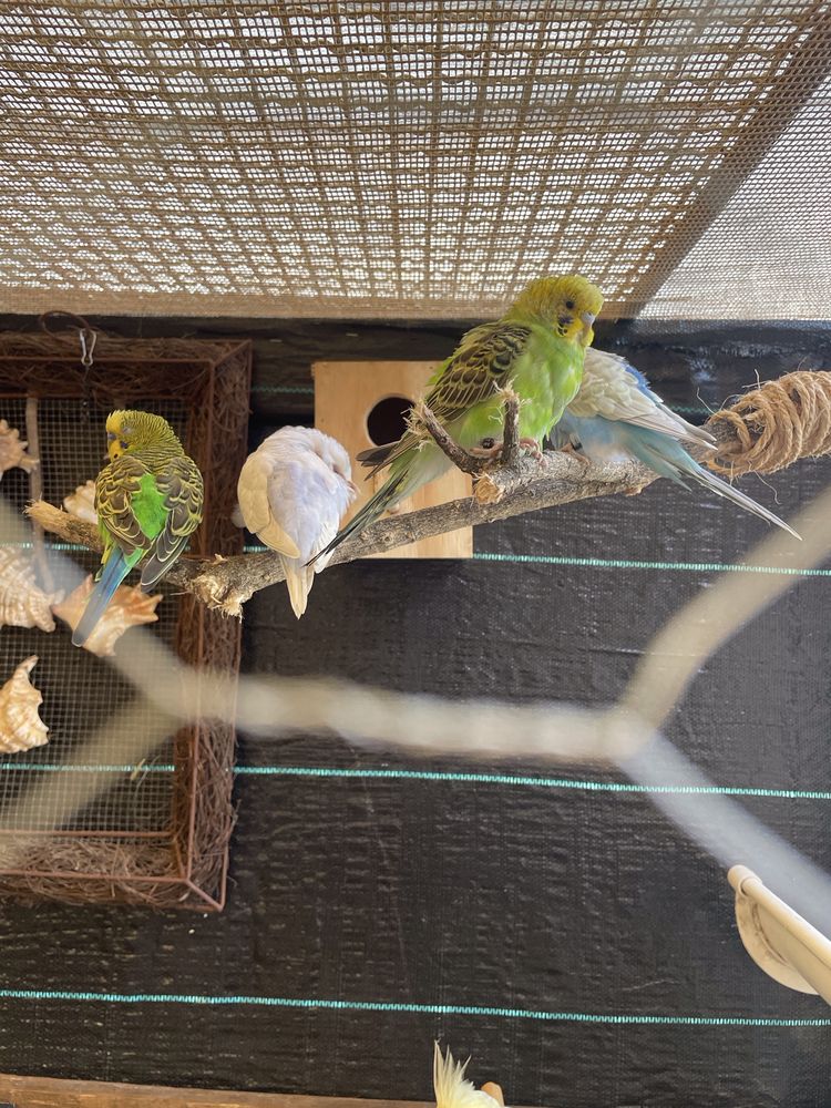 Lote de 16 aves