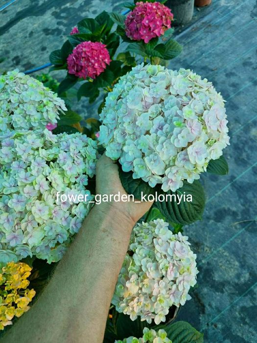 Гортензія в наявності 50+ кращих сортів