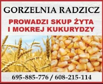 Gorzelnia Radzicz prowadzi skup kukurydzy