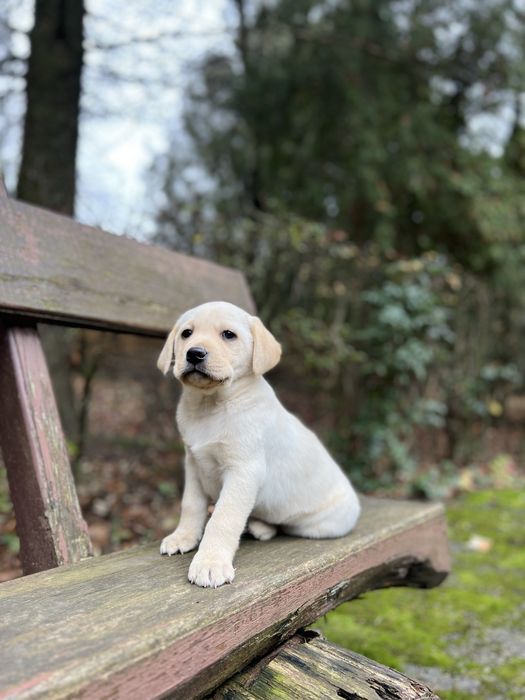 Хлопчики Палевого Лабрадора до Миколая