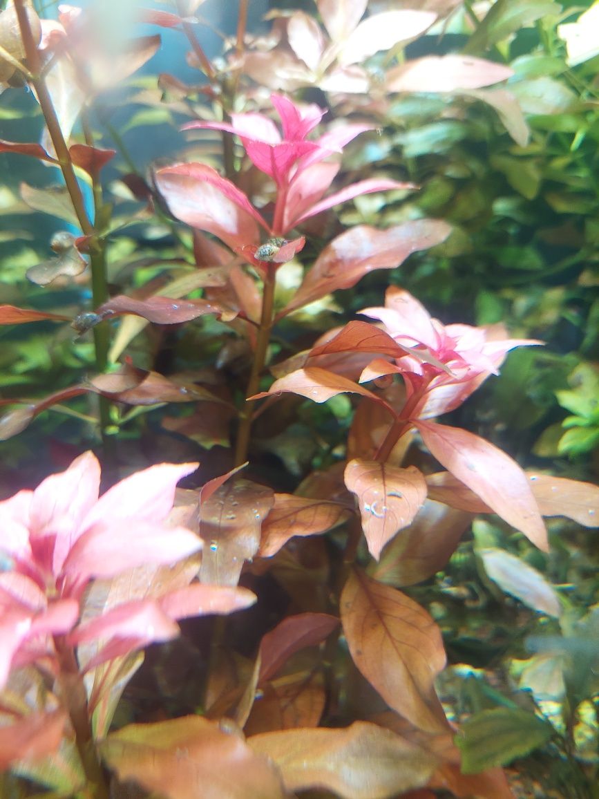 Ludwigia       .