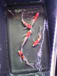 Karp koi Butterfly Demon sklep zoologiczny Pirania Olsztyn wysyłka