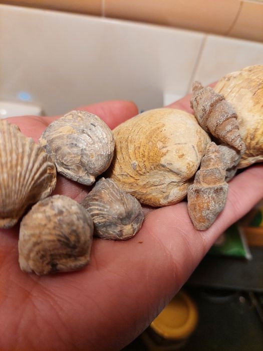 Fósseis lote 10 peças