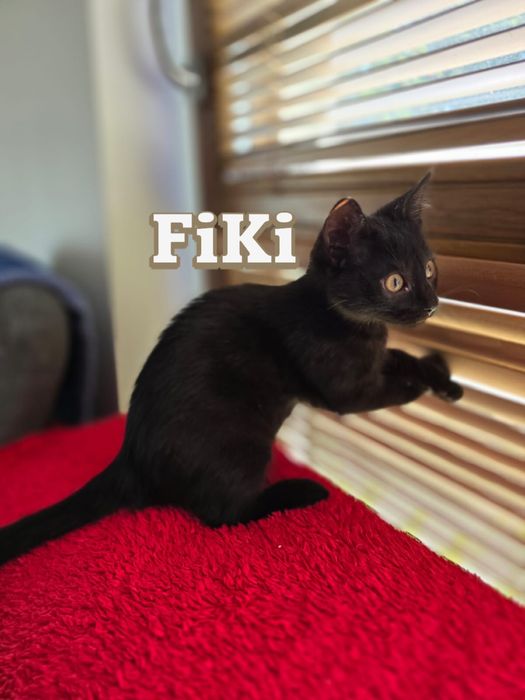 Małe kociaki szukają domków