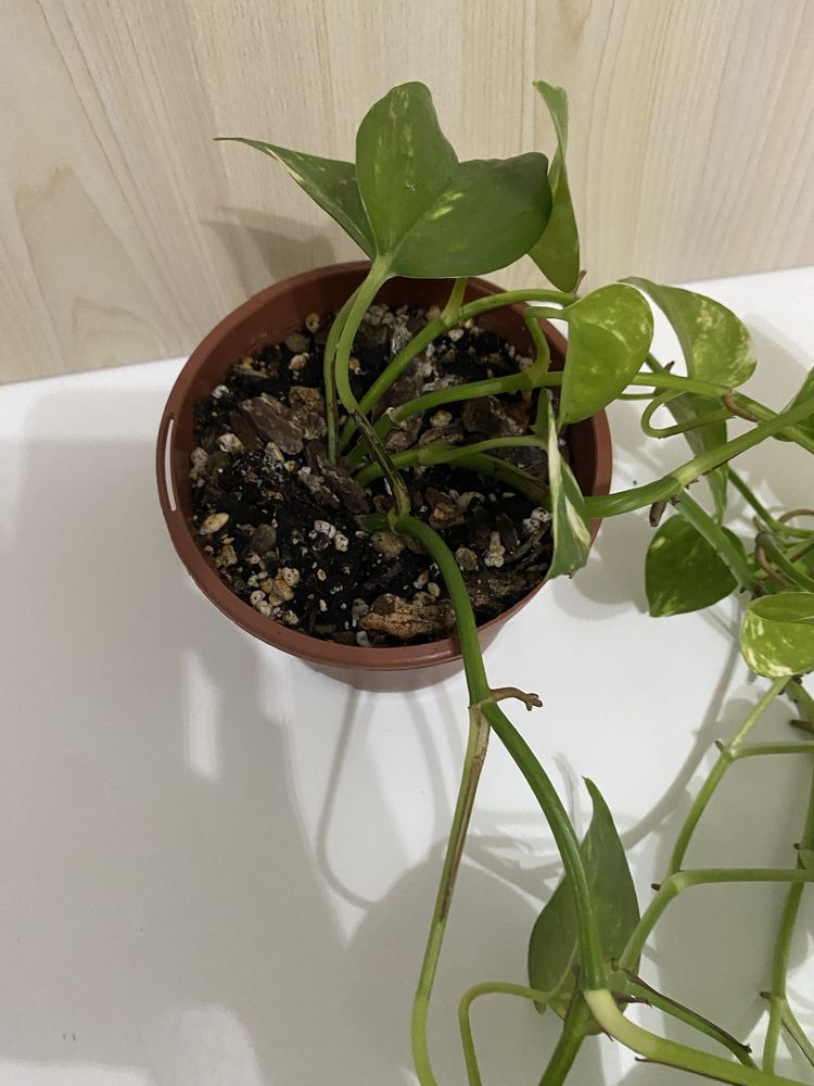 Planta Jiboia | Epipremnum aureum | Pothos
