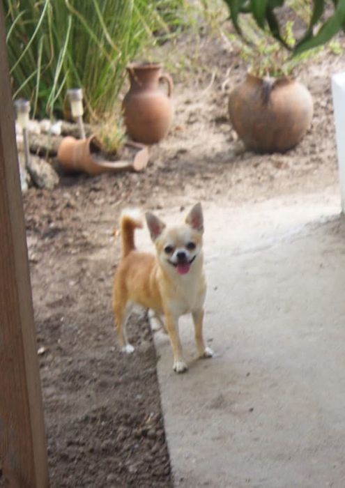 Девочка КСУ в любимицы. Питомник КСУ