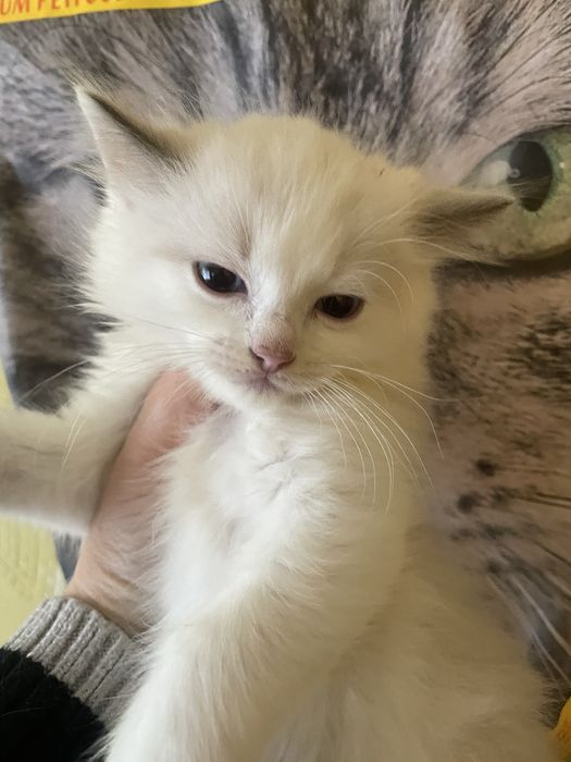 Ragdoll rodzice  FPL  kot kotka seal bicolor