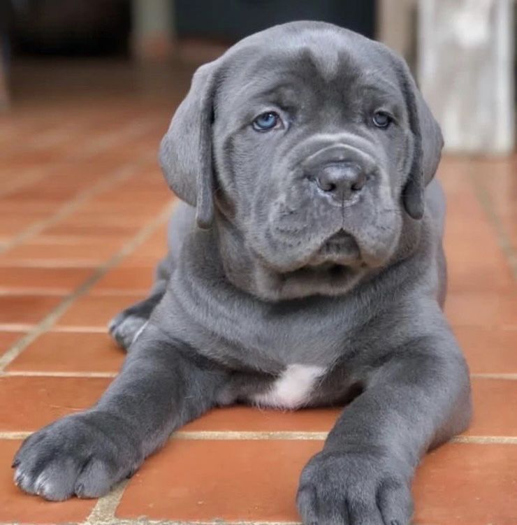 Звичайно щастя Львівському питомнику-Cane corso