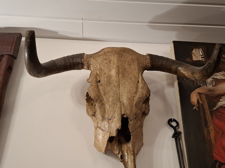 Craneo completo de vaca
