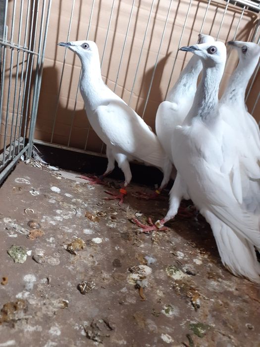 Srebrniaki wyloty samce/samice