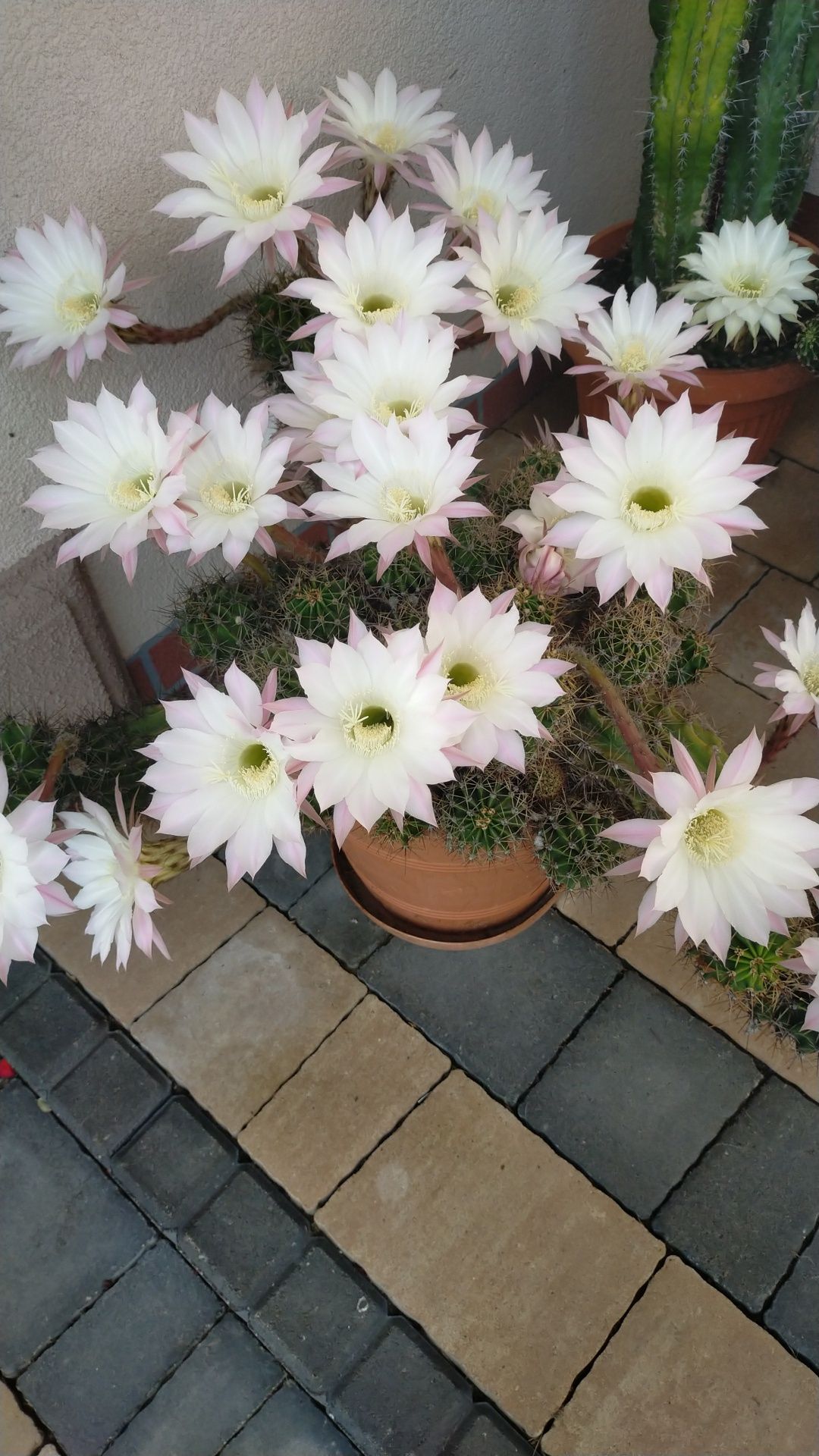 Kaktus echinopsis tubiflora