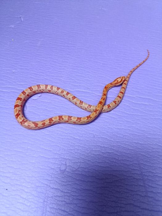 Wąż zbożowy młody