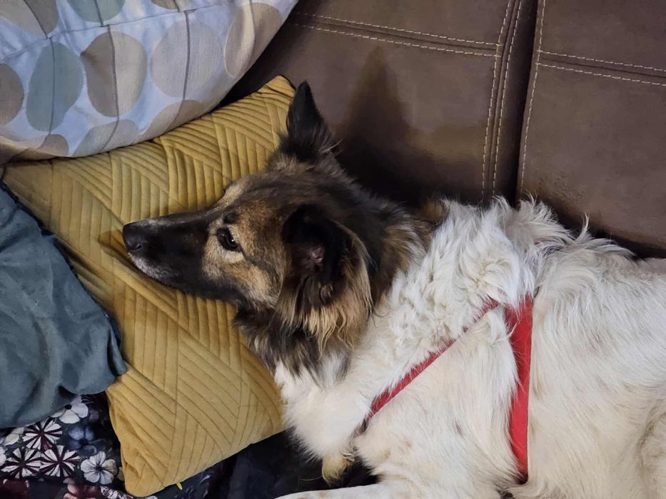 Suczka w typie border collie !