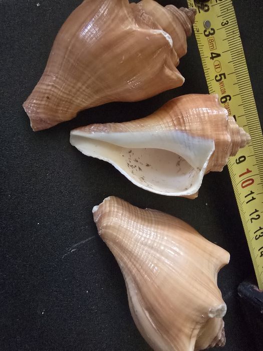 Muszle Morskie.Sprzedam