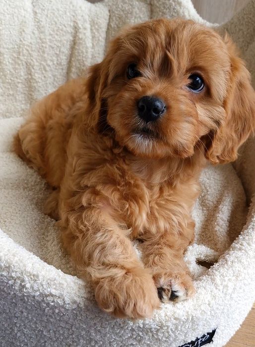 Suczka Cavapoo f1 ** Havana  **