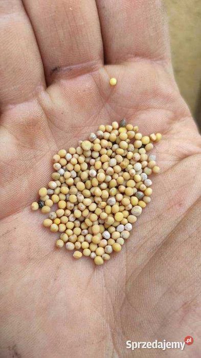 Gorczyca - nie pryskana - 25