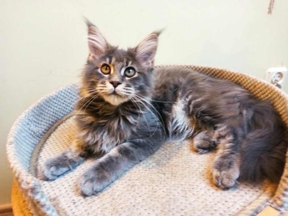Maine Coon-koteczka niebieska po Championie