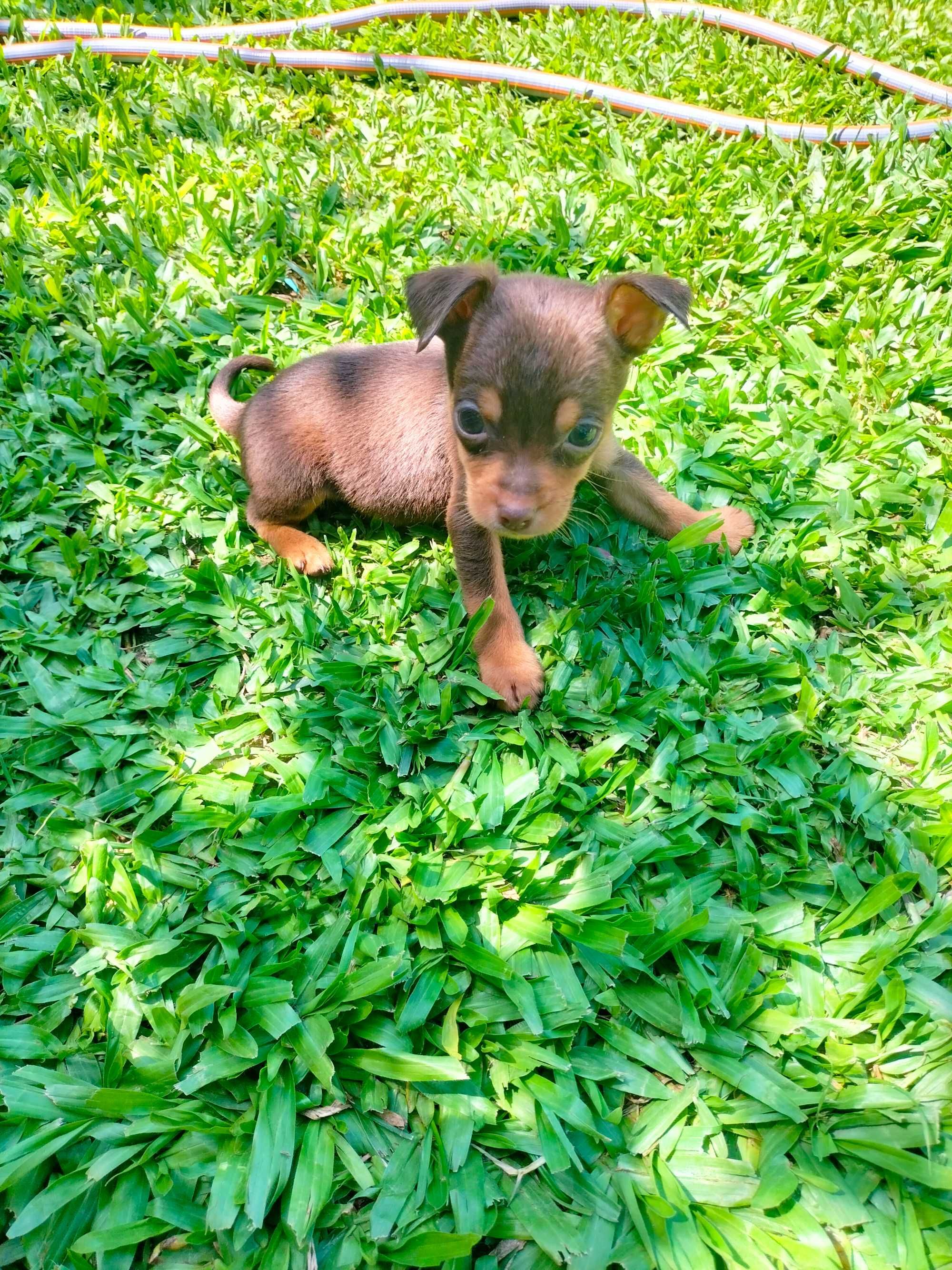 Pinscher mini chocolate