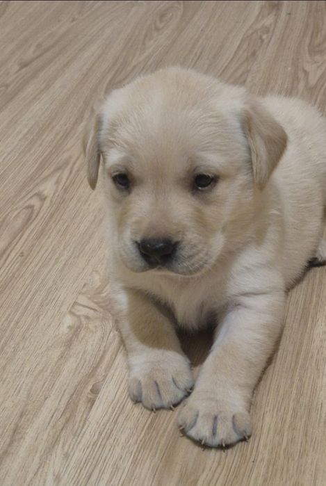 Продажа чистокровных щенков лабрадора палевого окраса