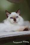 Pershing ragdoll z Lazurowej Wyspy.
