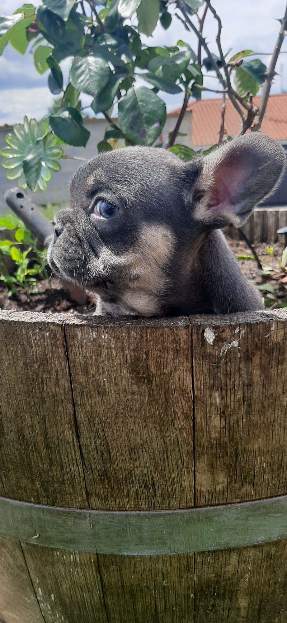 Bulldog Francês fêmea blue  tan
