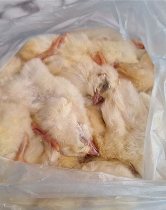 Суточные цыплята, заморозка , на корм для птиц, кошек , собак, и др.