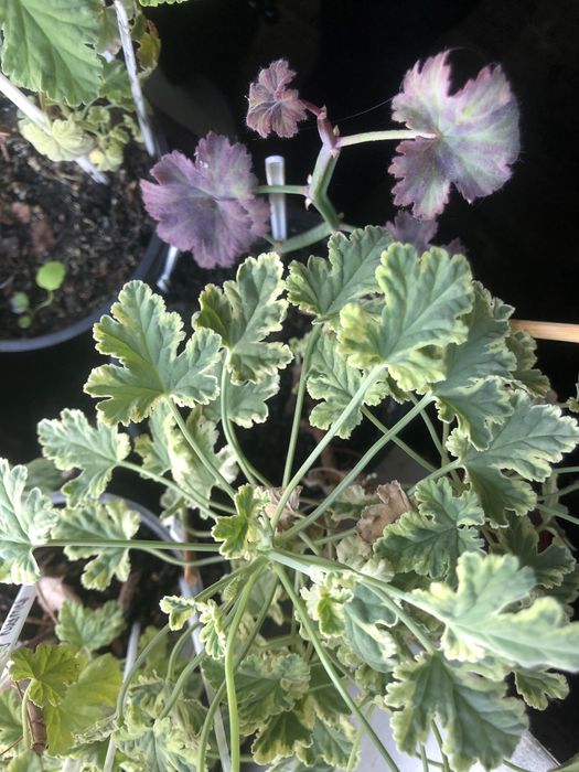 Пеларгонии душистые, ароматные- свежесрез и укоренённые