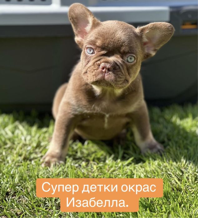 Французики в окрасе изабелла