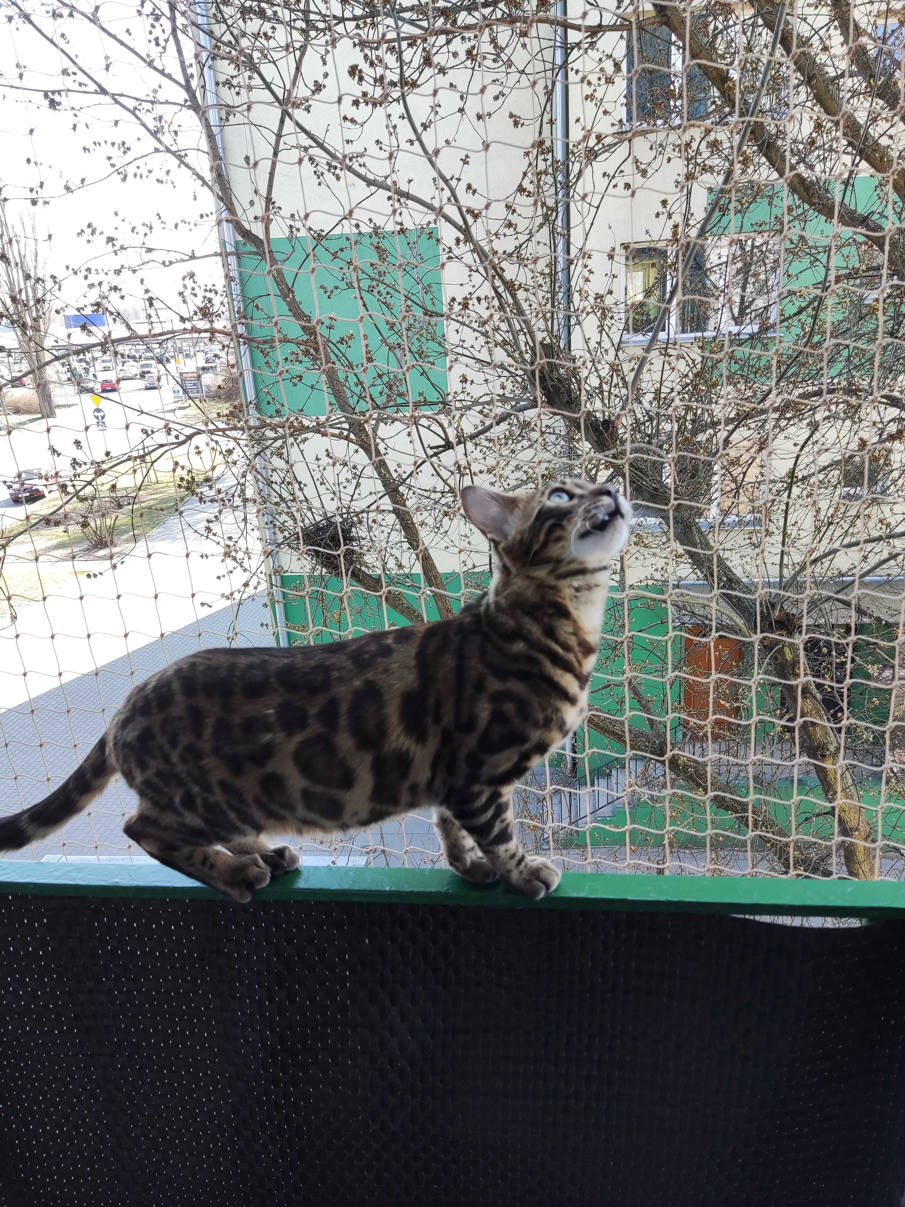 Montaż siatki na balkon okno taras dla ochrony kota przeciwko gołębiom